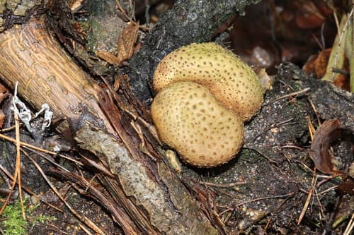 Tęgoskór cytrynowy