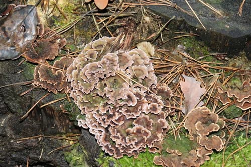 Chrząstkoskórnik purpurowy