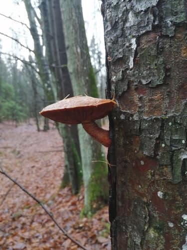 Łuskwiak
