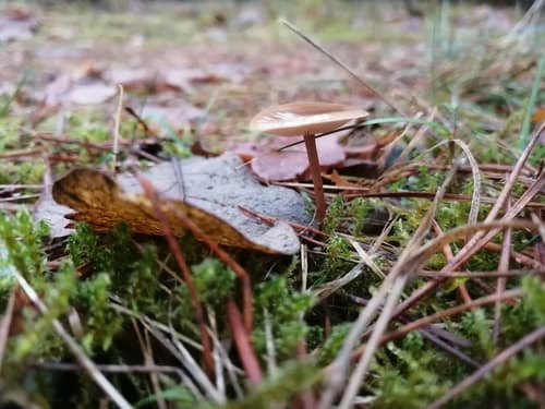 Strobilurus