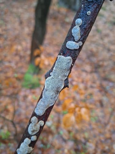 Żagwiak wielkopory