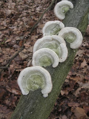 Wrośniak