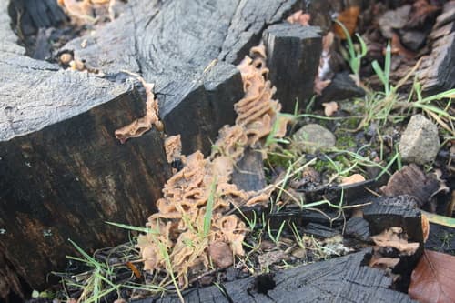Żylak trzęsakowaty