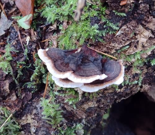Korzeniowiec wieloletni
