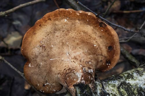 Białoporek brzozowy