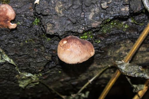 Ciżmówka drobnołuskowa