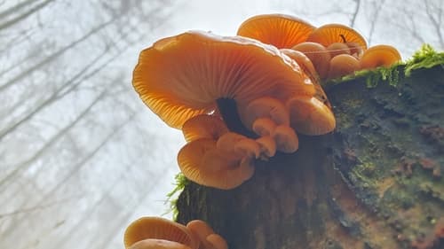 Płomiennica