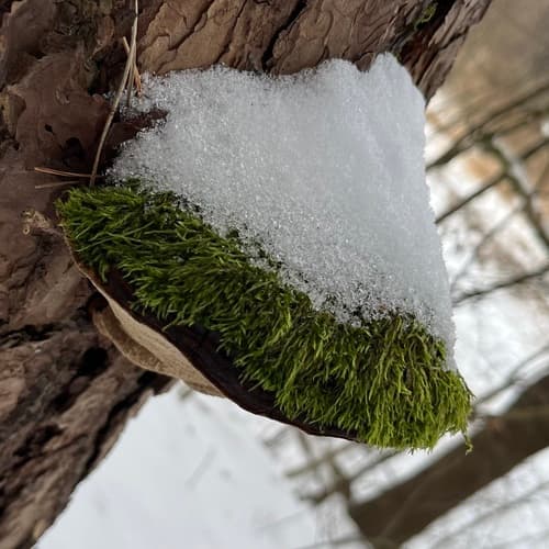 Czyreń sosnowy