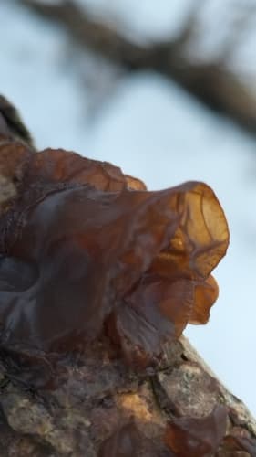 Auriculariaceae