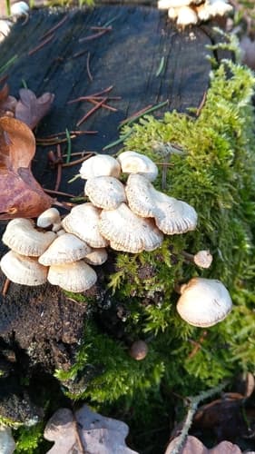 Łycznik ochrowy