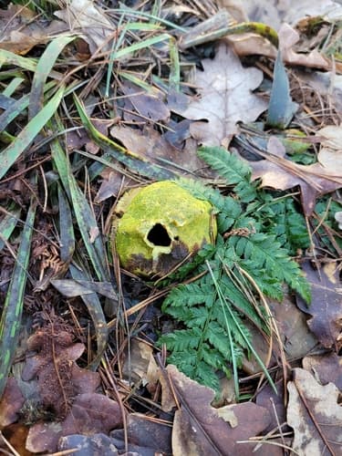 Tęgoskór cytrynowy
