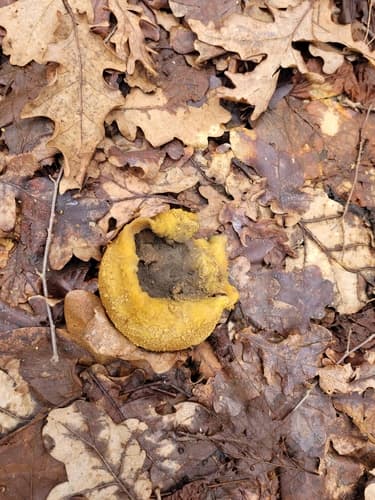 Tęgoskór cytrynowy