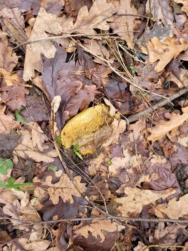 Tęgoskór cytrynowy