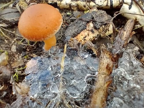 Kruchaweczka Namakająca