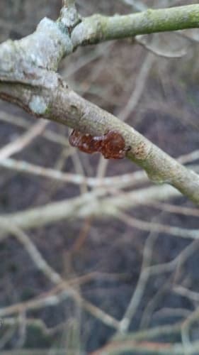 Auriculariales