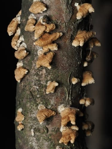 Plicatura