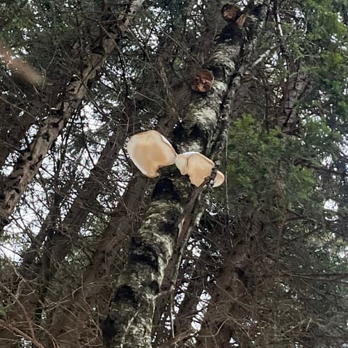 Białoporek brzozowy