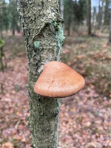 Białoporek brzozowy