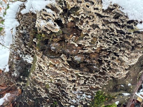Szaroporka podpalana