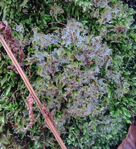 Meripilus