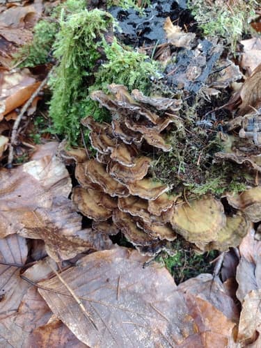 Szaroporka podpalana