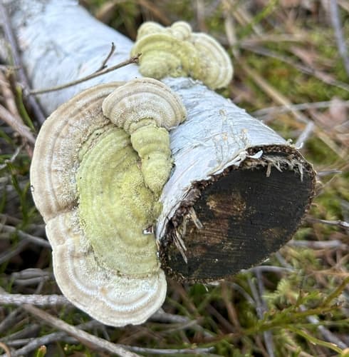 blaszkowiec drobnozarodnikowy
