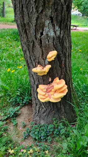 Żółciak siarkowy