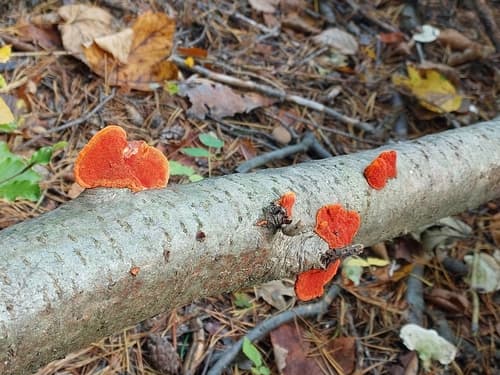 Gęstoporek cynobrowy