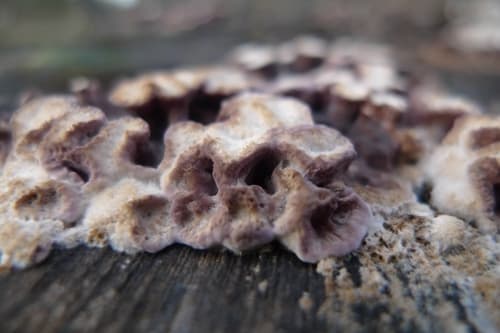 Chrząstkoskórnik purpurowy