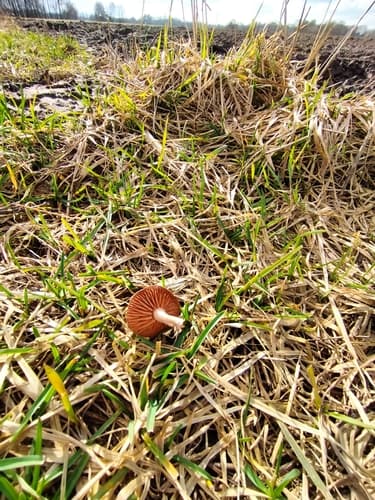 Tubaria furfuracea