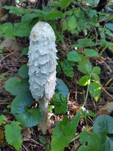 Czernidłak kołpakowaty