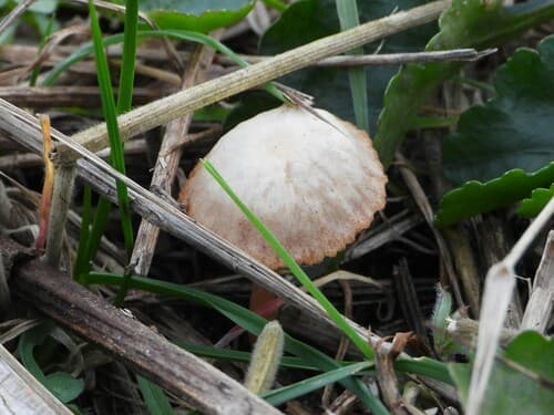 Tubaria