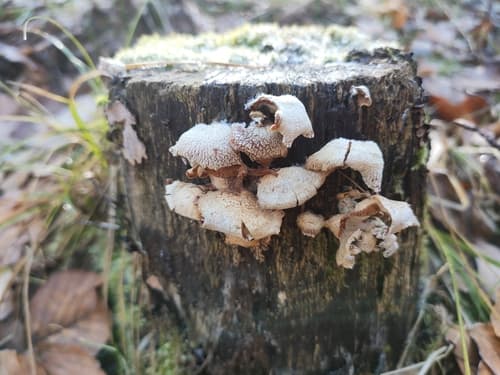 Łycznik ochrowy