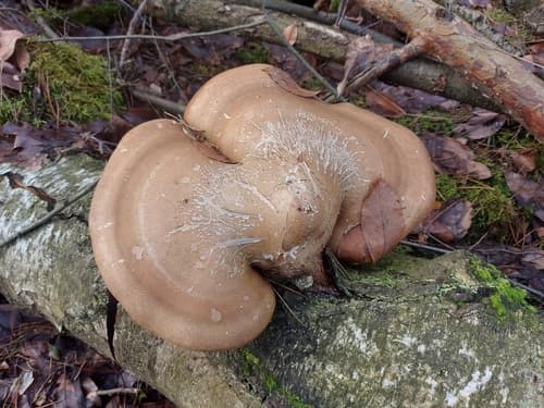 Białoporek brzozowy