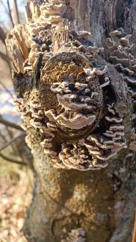 Żagwiowce