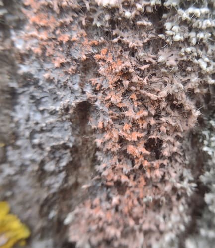 Erythricium aurantiacum