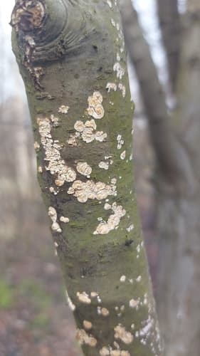 Basidioradulum