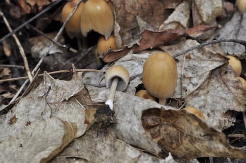 Coprinellus