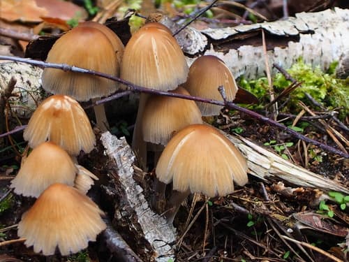 Micacei