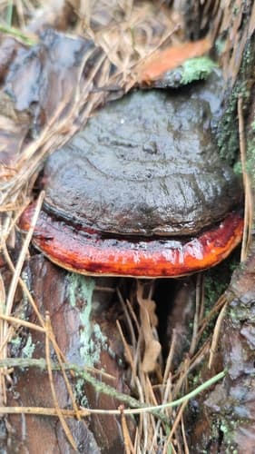Pniarek obrzeżony