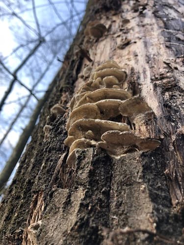 szaroporka odymiona