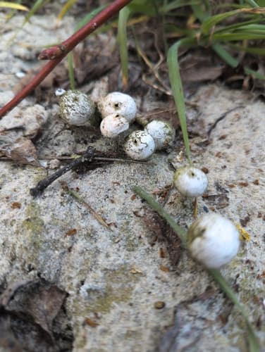 Tulostoma