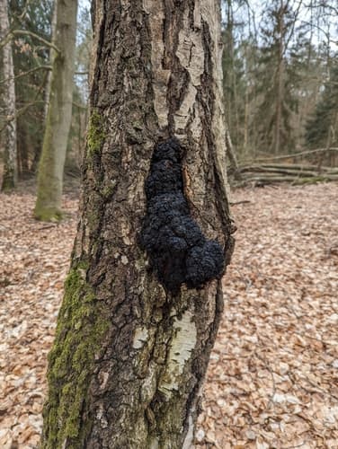 Błyskoporek podkorowy