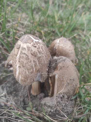 Coprinopsis romagnesiana