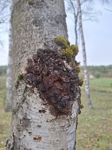 Błyskoporek podkorowy