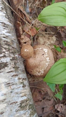 Białoporek brzozowy