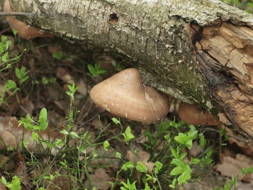 Białoporek brzozowy