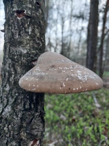 Białoporek brzozowy