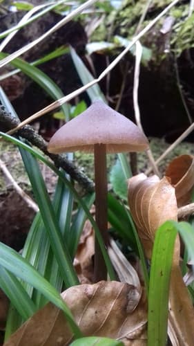 Dzwonkówka kosmatotrzonowa