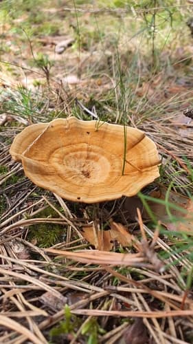 Stułka piaskowa